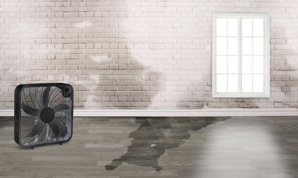 Best Basement water damage restoration  in Ranchos De Taos, NM